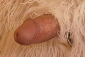 欧美bbbxxx网